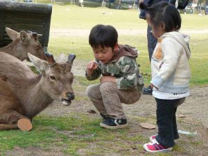 שמורת נארה (Nara Park), יפן