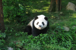 מרכז הפנדות (Panda Breeding Center), צ
